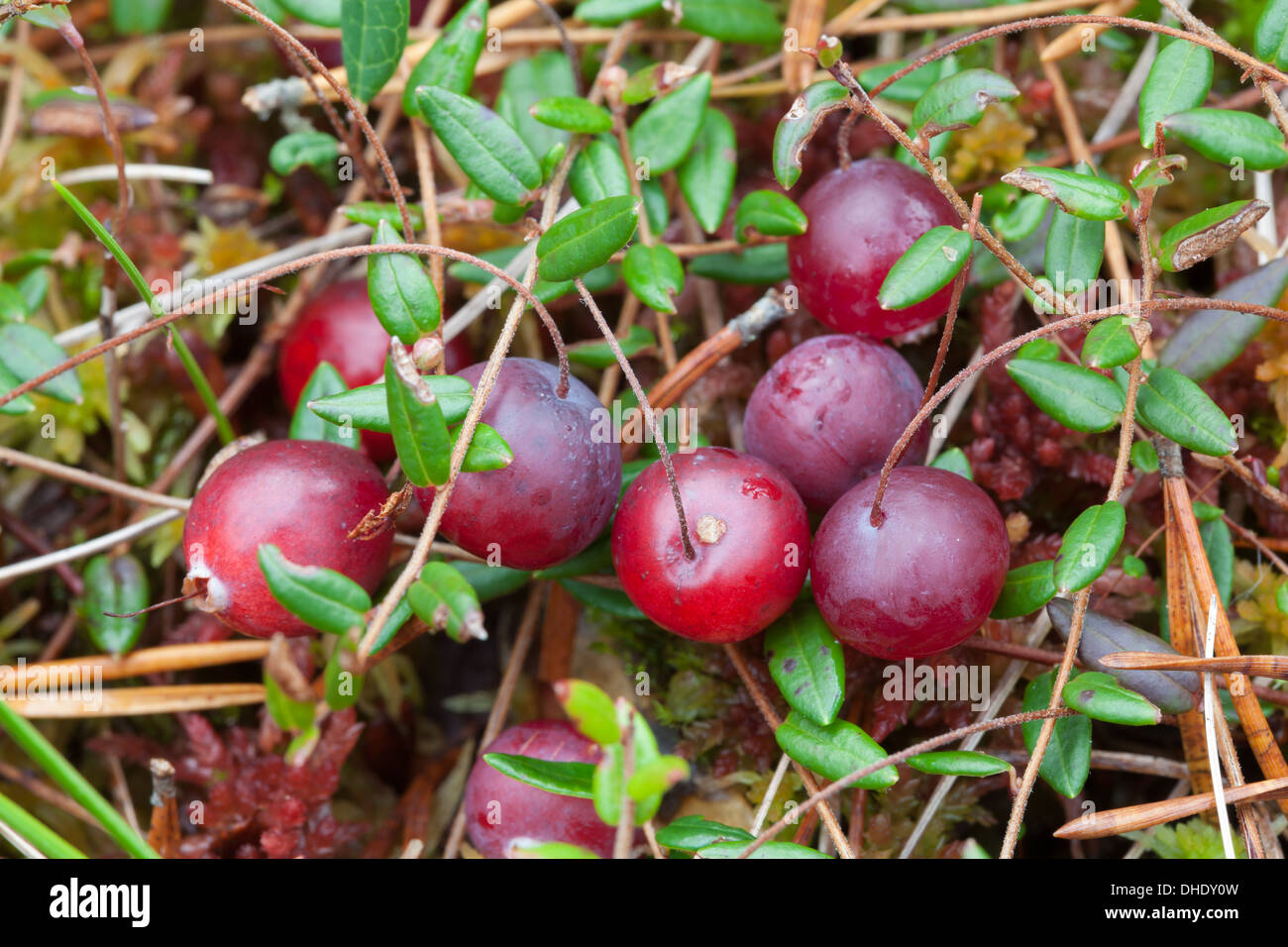 Sumpf-cranberry Stockfoto