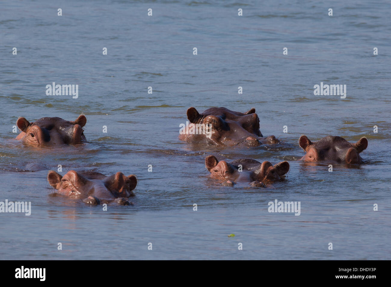 Nilpferd-Pod (Hippopotamus Amphibius) in den Sambesi-Fluss Stockfoto
