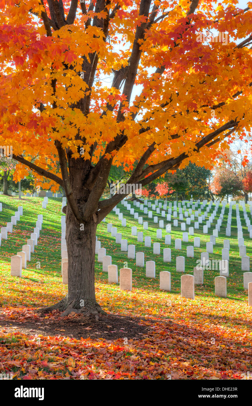 Ahornbäume hinzufügen Gipfel Herbstfarben auf dem Gelände des Arlington National Cemetery in Arlington, Virginia. Stockfoto