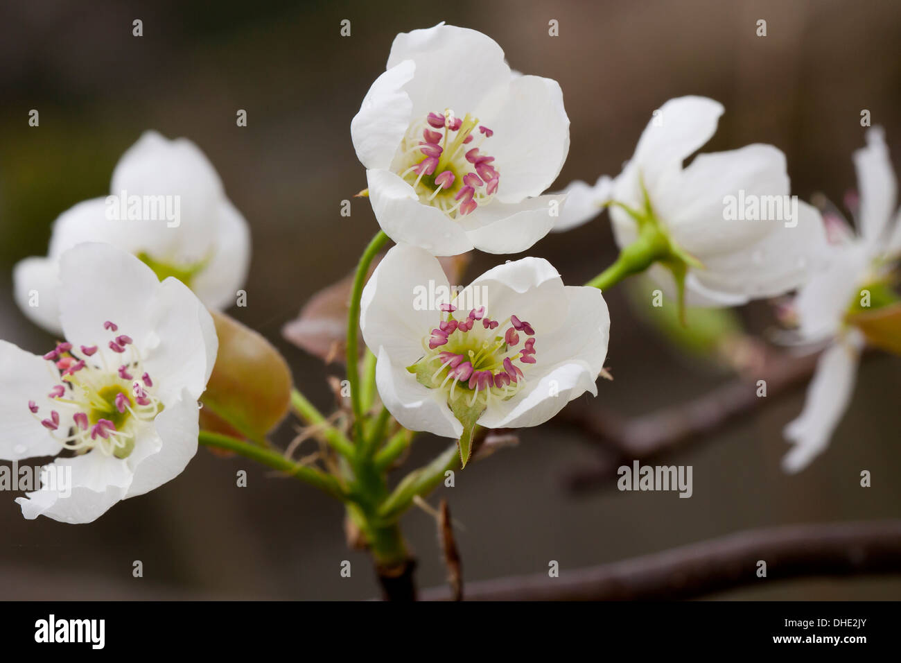 Asiatische Birne Baum Blüten (Pyrus Pyrifolia) Stockfoto