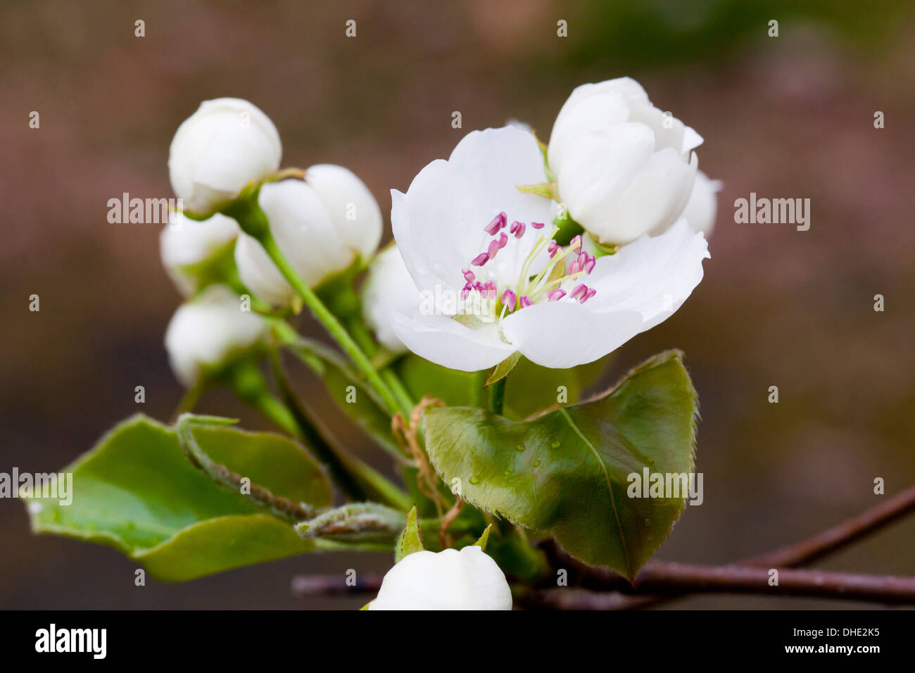 Asiatische Birne Baum Blüten (Pyrus Pyrifolia) Stockfoto