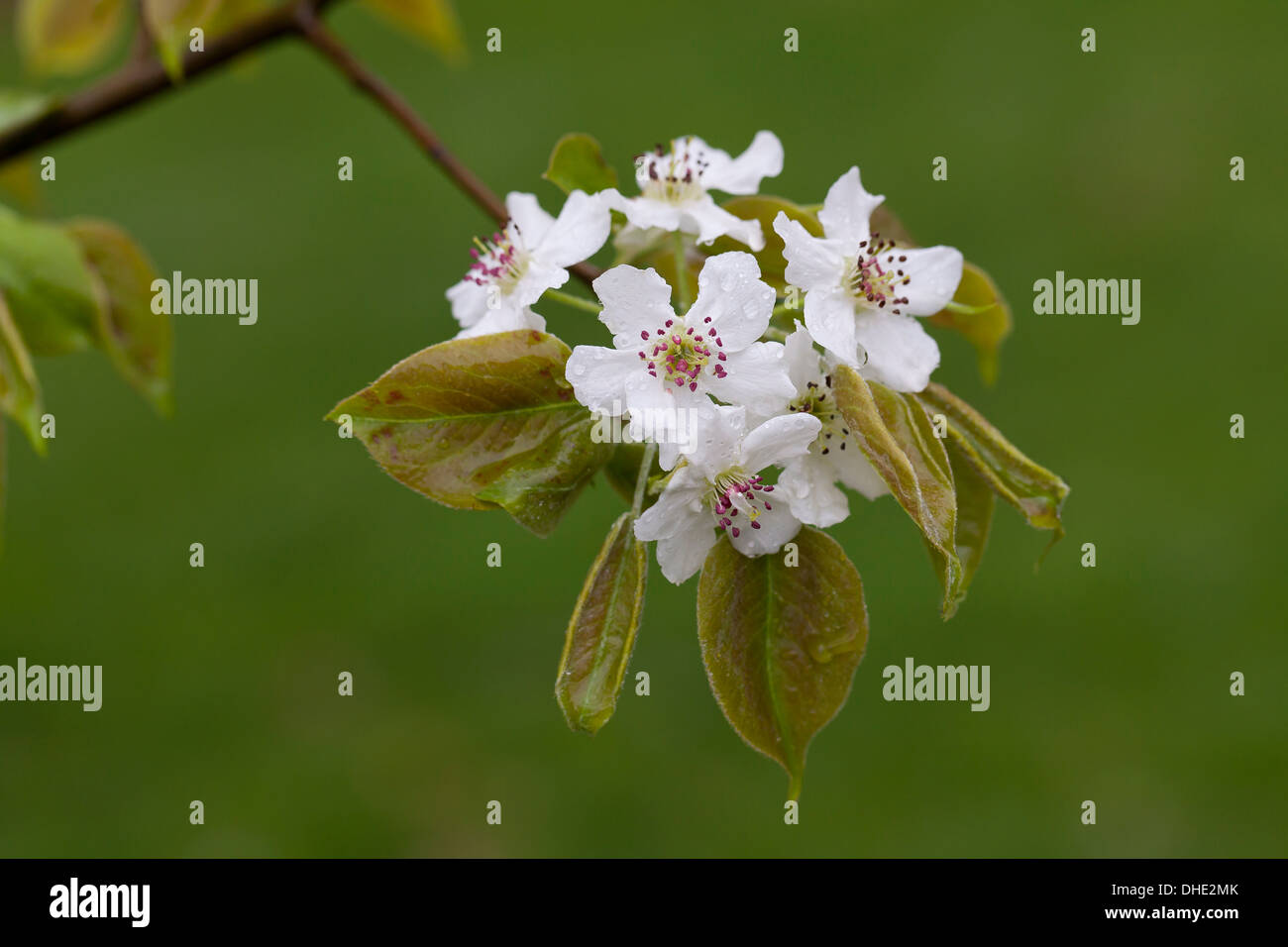 Asiatische Birne Baum Blüten (Pyrus Pyrifolia) Stockfoto