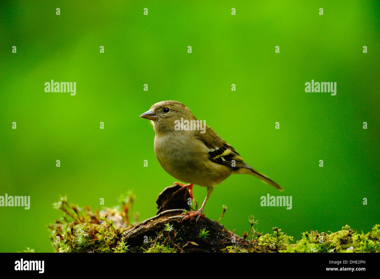 Weibliche gemeinsame Buchfink, Fringilla Coelebs, im Laubwald, West Lothian, Schottland Stockfoto