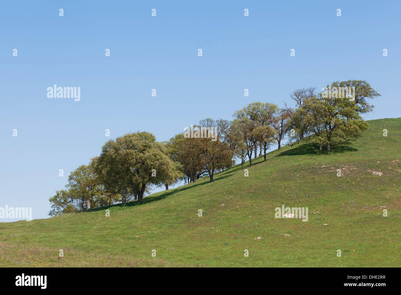 Küste Live Eichen (Quercus Agrifolia) auf Hügel - Kalifornien USA Stockfoto