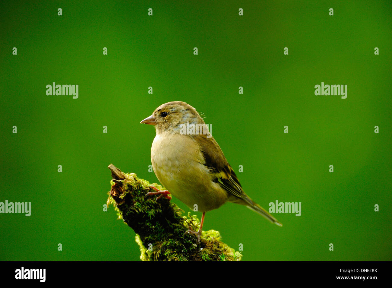 Weibliche gemeinsame Buchfink, Fringilla Coelebs, im Laubwald, West Lothian, Schottland Stockfoto