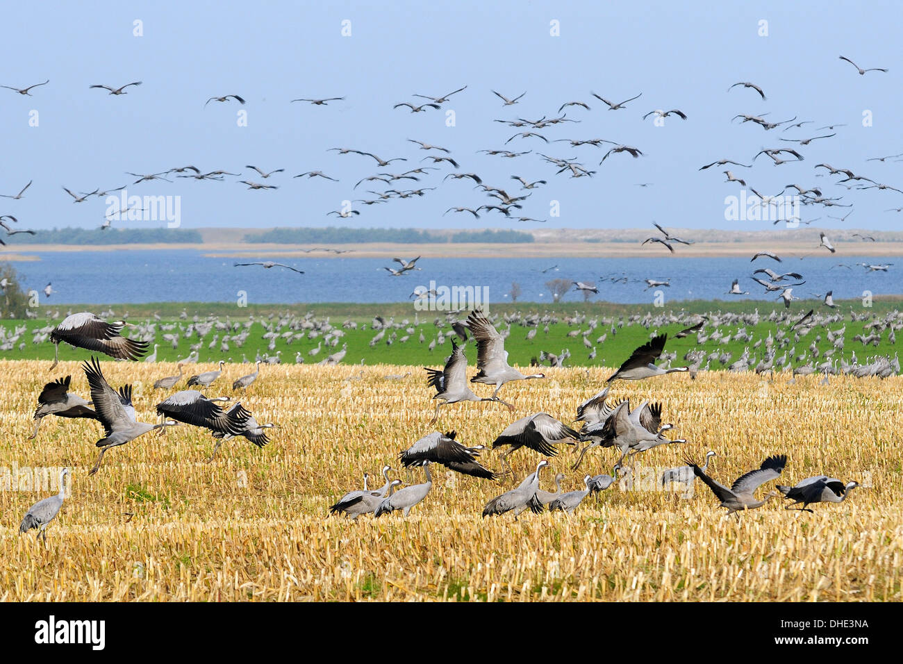 Gemeinsame / eurasische Kranich (Grus Grus) Herde ausziehen aus Mais Stoppeln nahe Ostsee-Küste, Hohendorf, Norddeutschland. Stockfoto