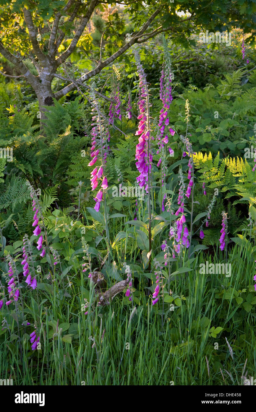 Fingerhut, Digitalis Purpurea, Kitt Hill, Cornwall Stockfoto
