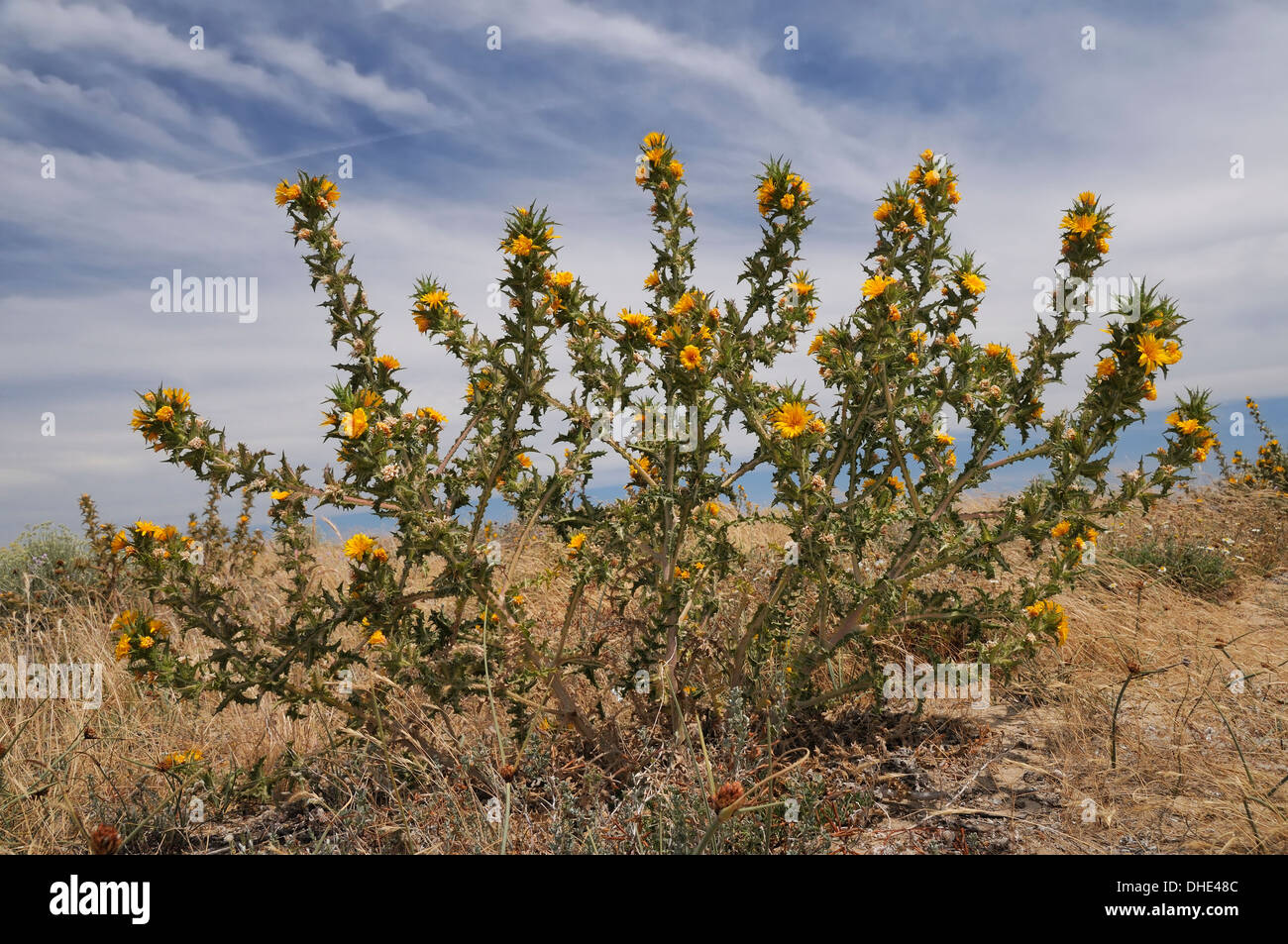 Goldene Distel / Spanisch Austern Distel (Scolymus Hispanica) Büschel Blüte im Sand Dünen auf der Insel Culatra, Olhao, Portugal. Stockfoto