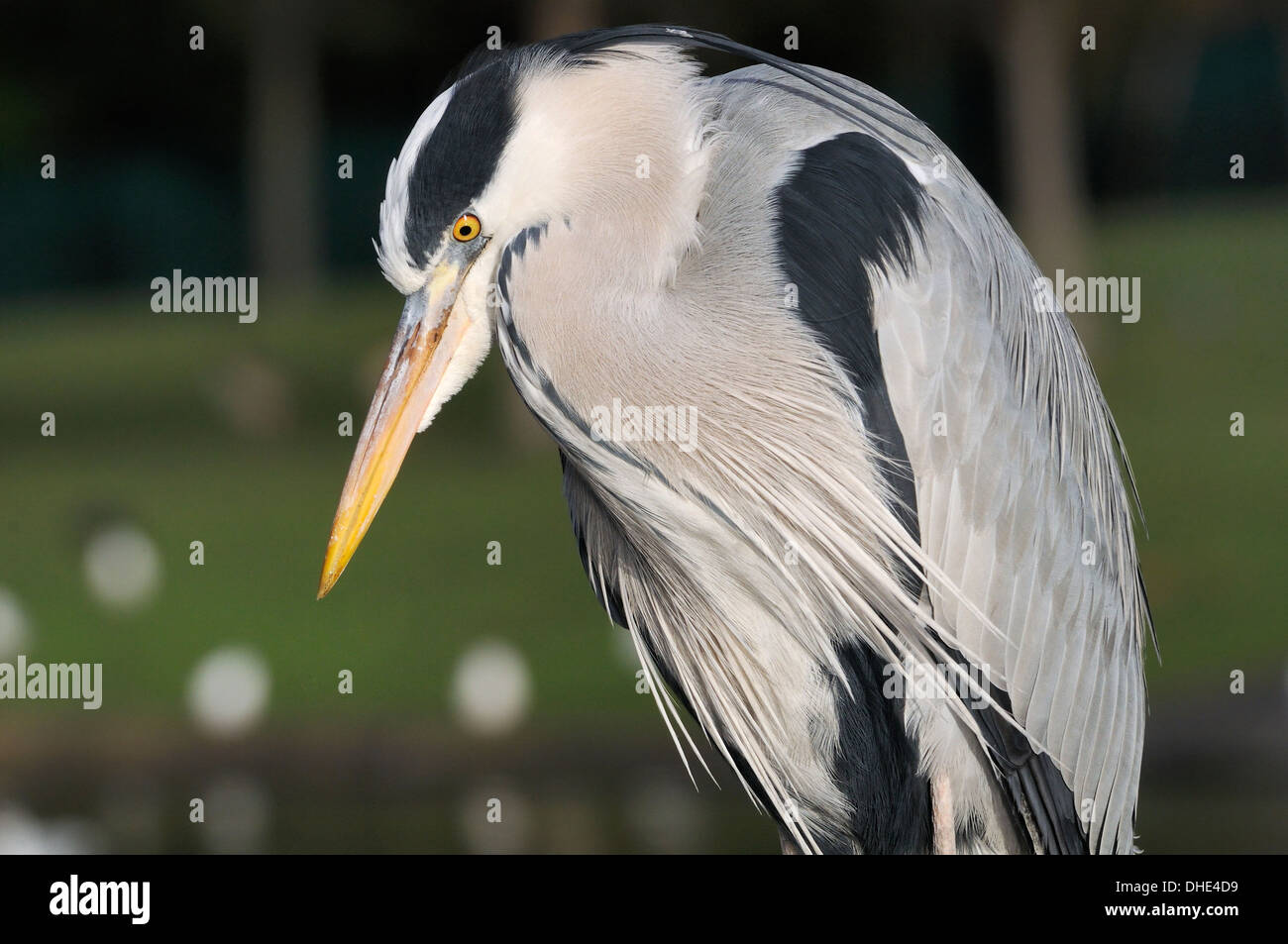 Erwachsenen Graureiher (Ardea Cinerea) hautnah Porträt, Regents Park, London, UK. Stockfoto