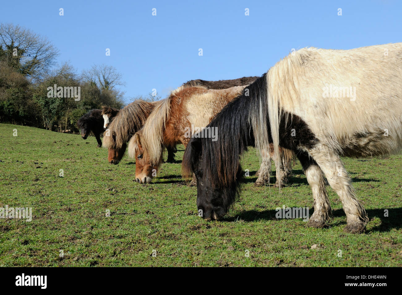 Reihe von sechs Amerikanische Miniaturpferde (Equus Caballus) Weiden Rasen in einer Linie, Wiltshire, UK. Stockfoto