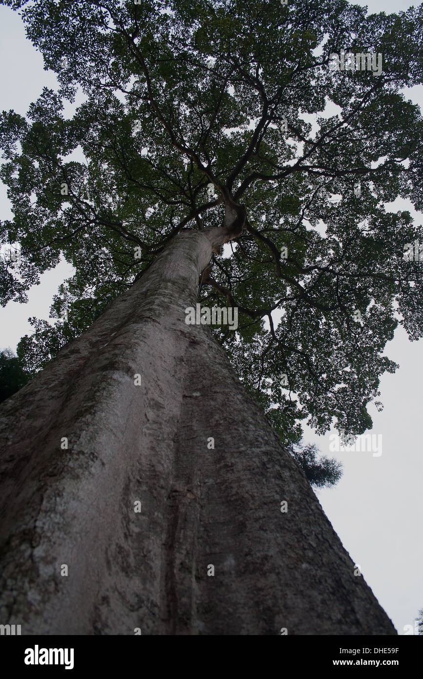 Nach oben auf ein Kapok-Baum aus dem Boden in Singapore Botanic Gardens Stockfoto