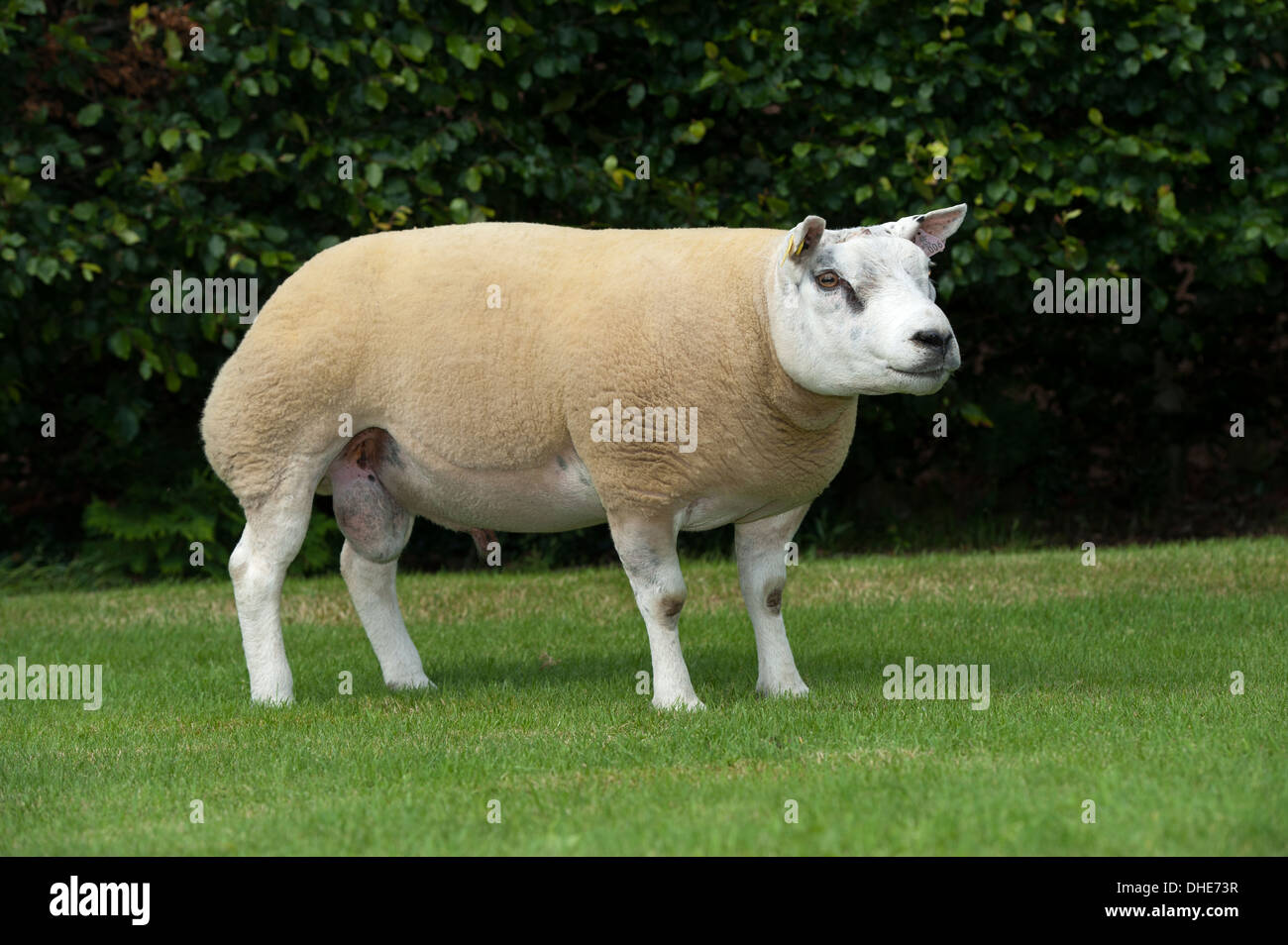 Beltex Ram. Stockfoto