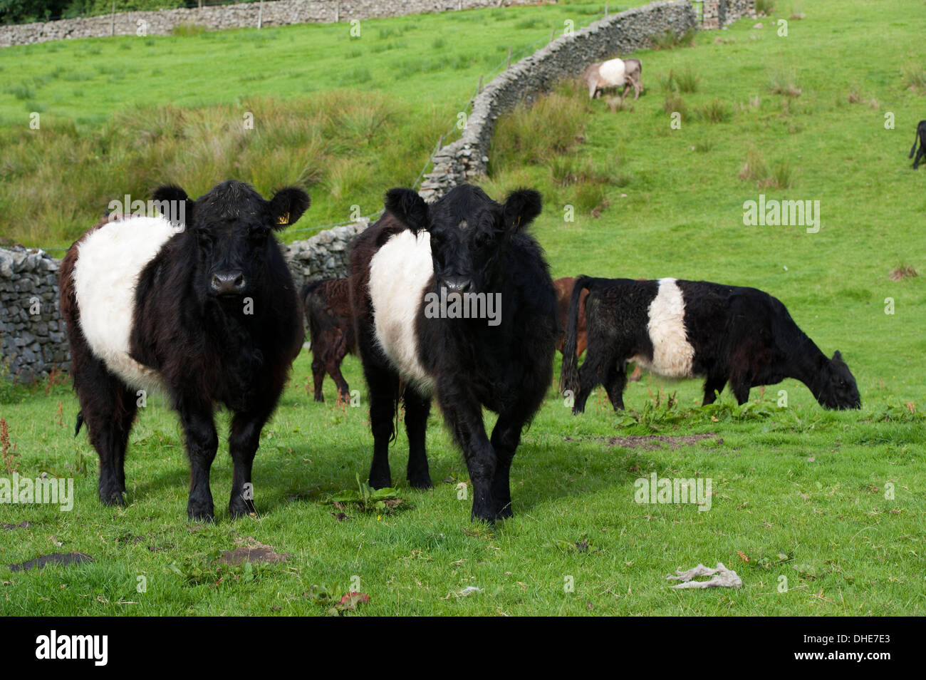 Belted Galloway-Rindern im rauen Hochland Weide, Cumbria, UK. Stockfoto