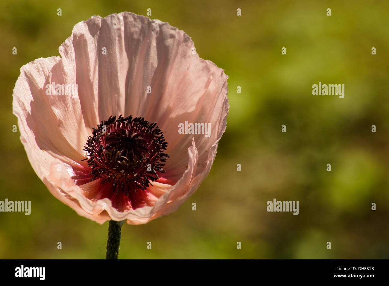 Nahaufnahme einer Lachs-rosa Mohn Stockfoto