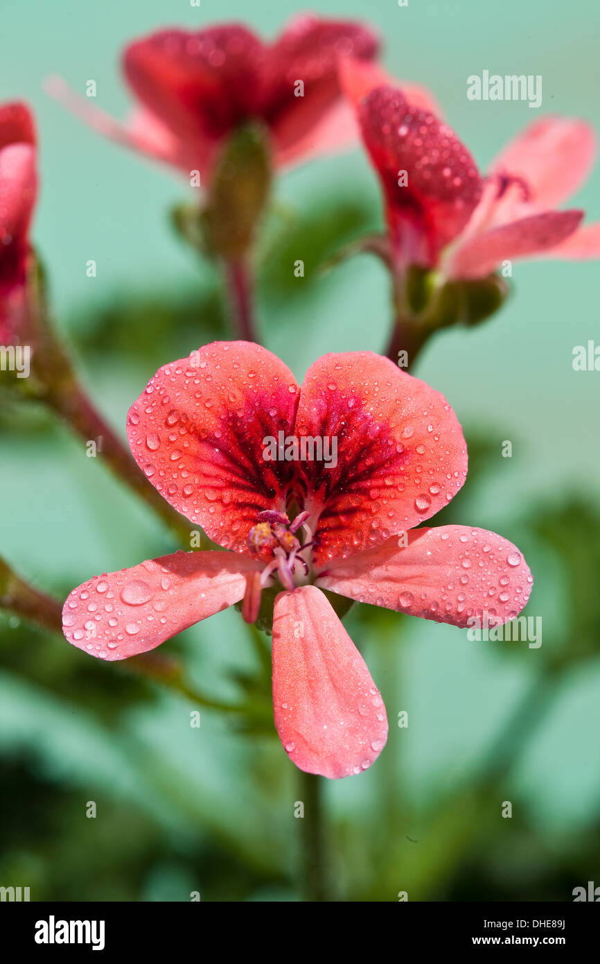 Dunkel rosa Engel Augen Blüten mit Wassertropfen. Stockfoto