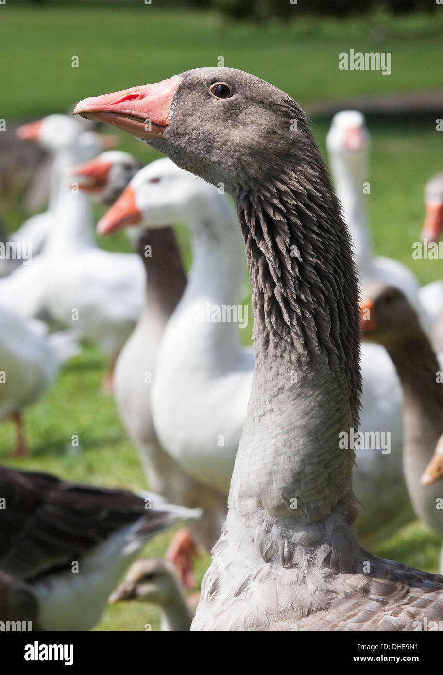 Braune, graue und weiße Gänse in einem Park. Stockfoto