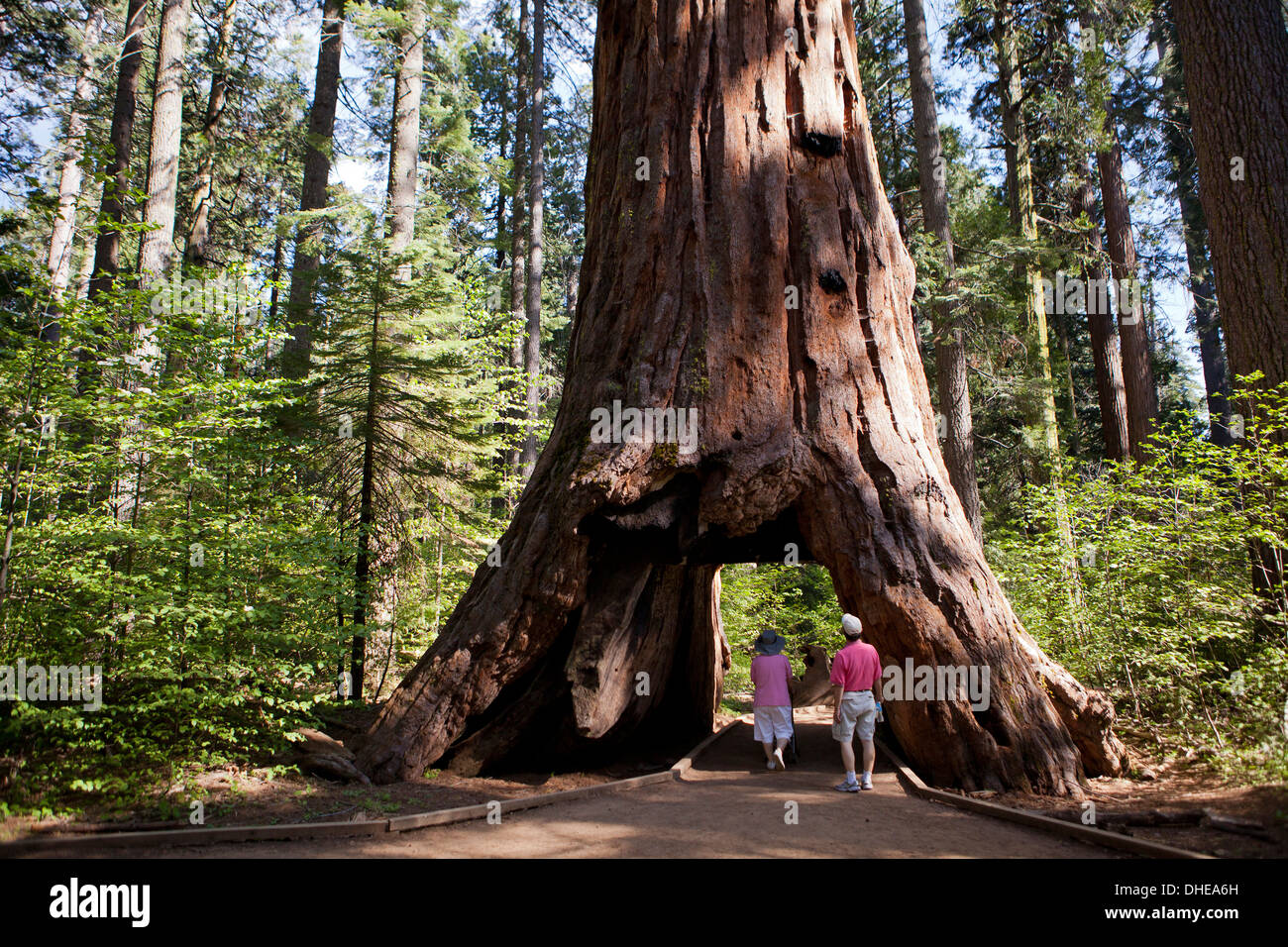 Menschen zu Fuß durch Riesenmammutbaum Pioneer Cabin Baum - Calaveras Big Tree State Park, Kalifornien USA Stockfoto
