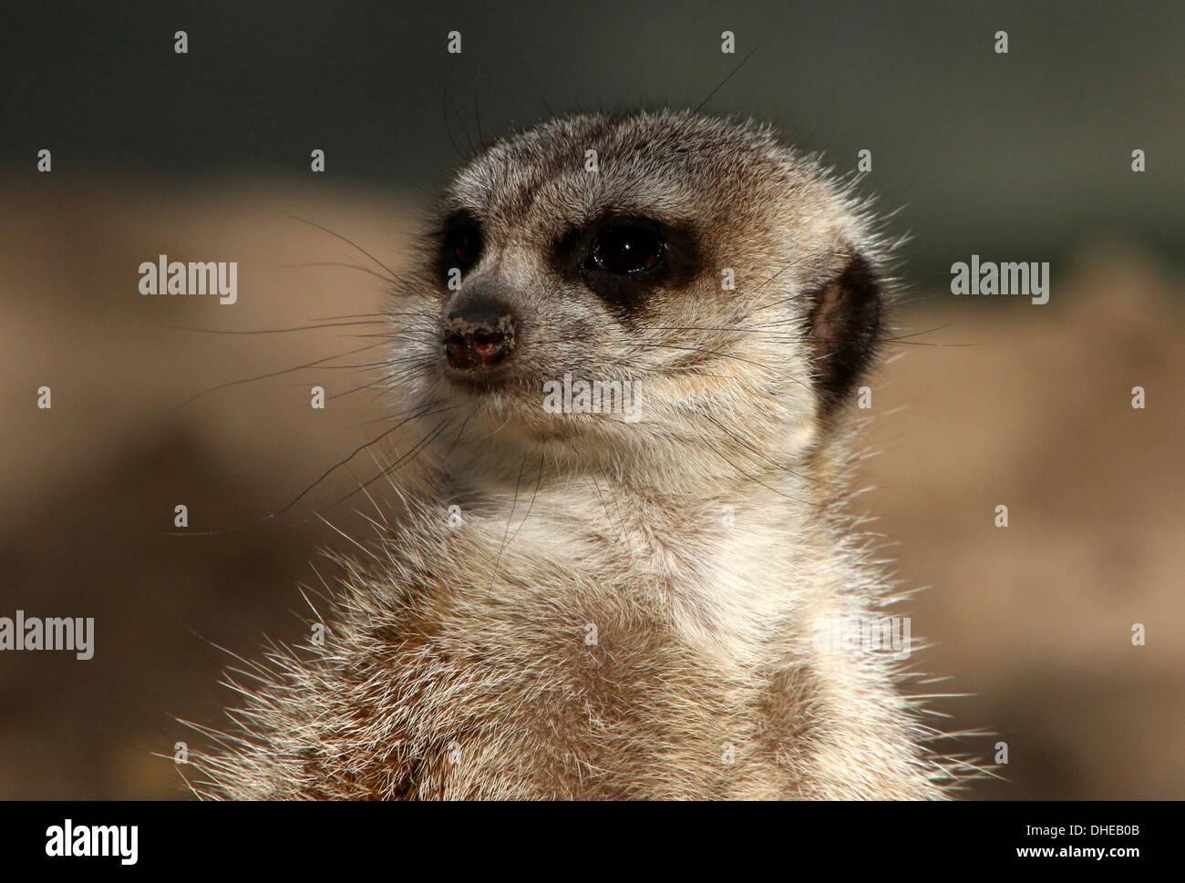 Nahaufnahmen von einer Gruppe von afrikanischen Erdmännchen (Suricata Suricatta) inmitten der zoo Stockfoto