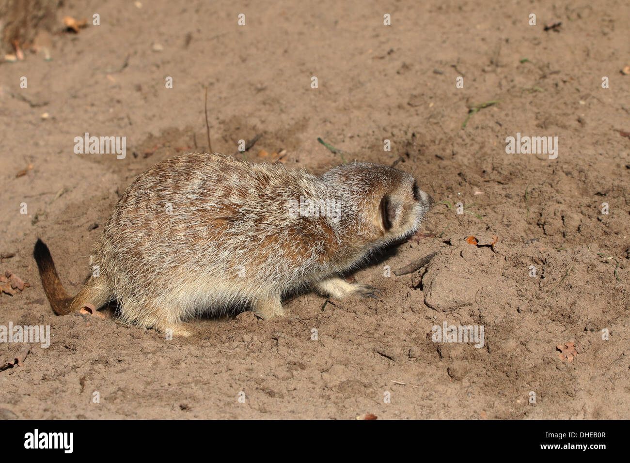 Nahaufnahmen von einer Gruppe von afrikanischen Erdmännchen (Suricata Suricatta) inmitten der zoo Stockfoto