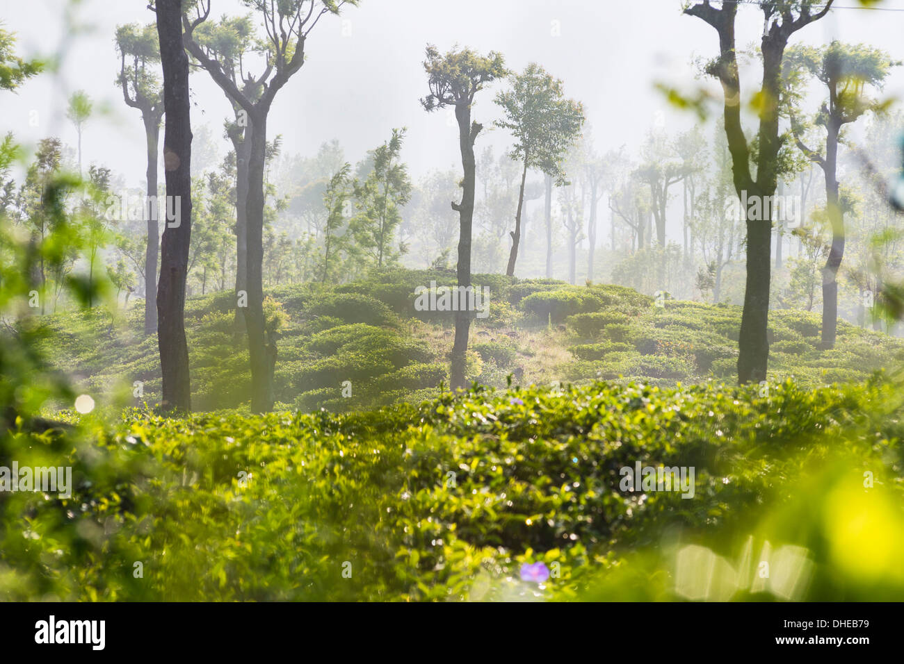 Sonnenaufgang am Tee-Plantagen, Hügelland Haputale, Sri Lanka, Nuwara Eliya Distrikt, Sri Lanka, Asien Stockfoto