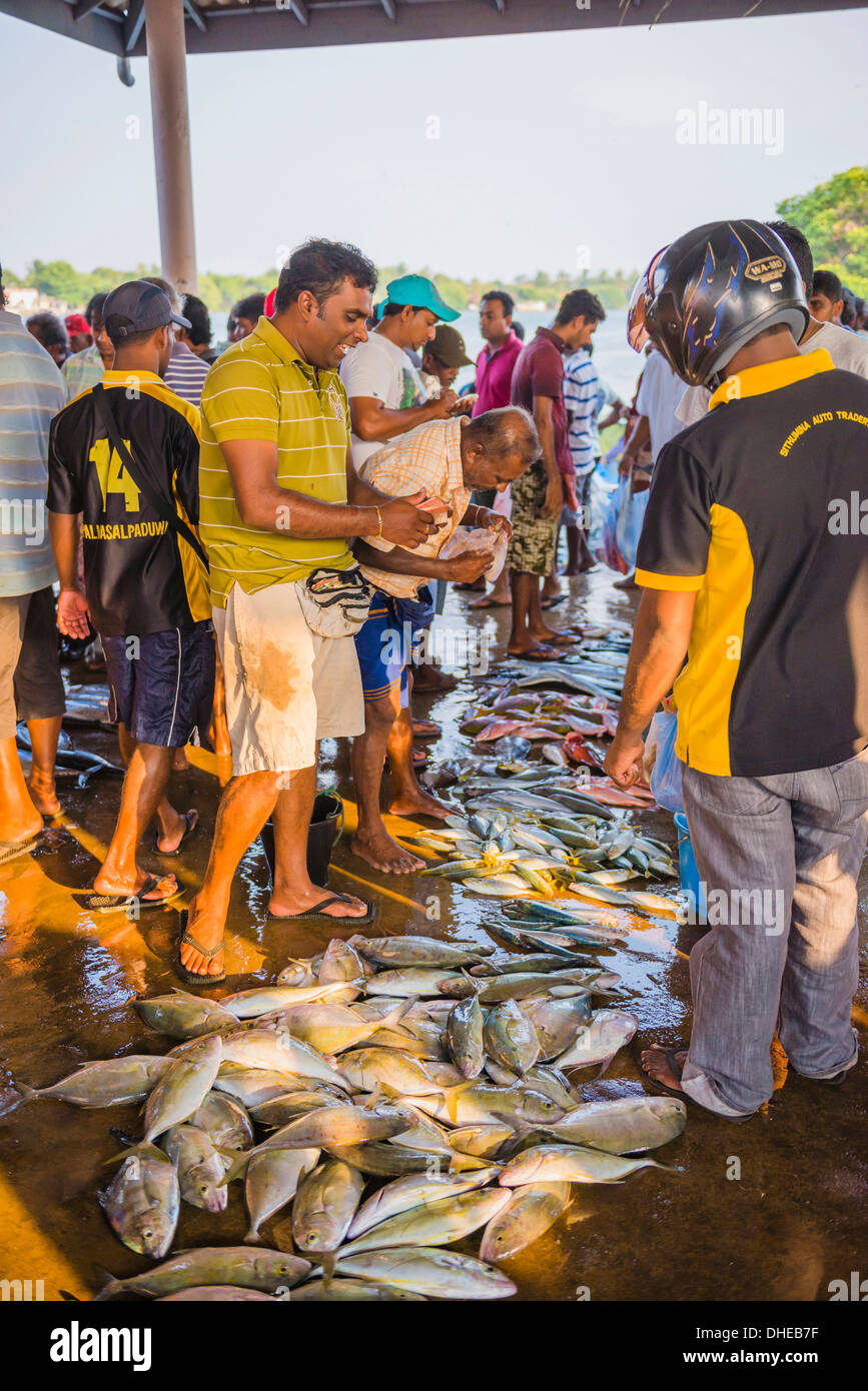 Fisch zum Verkauf an Negombo Fischmarkt (Lellama Fischmarkt), Negombo, Westküste, Sri Lanka, Asien Stockfoto