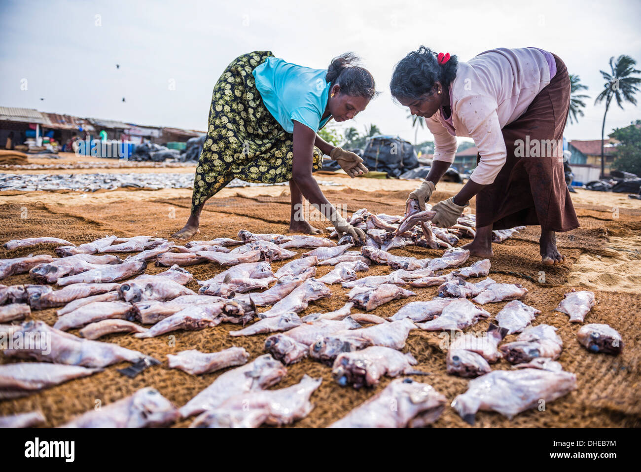Frauen arbeiten in Negombo Fischmarkt (Lellama Fischmarkt), Negombo, Westküste, Sri Lanka, Asien Stockfoto