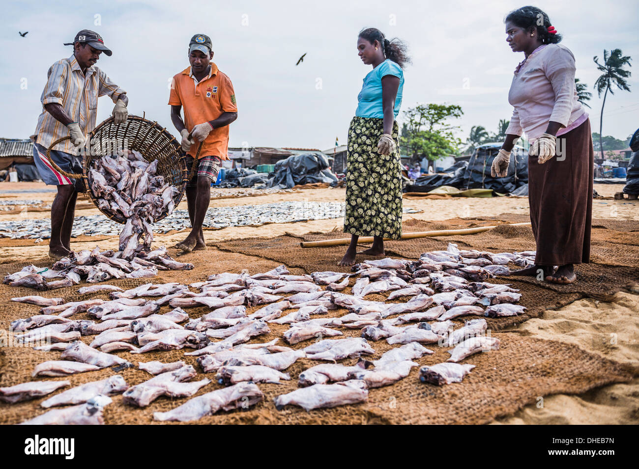 Arbeitnehmer in Negombo Fischmarkt (Lellama Fischmarkt), Negombo, Westküste, Sri Lanka, Asien Stockfoto