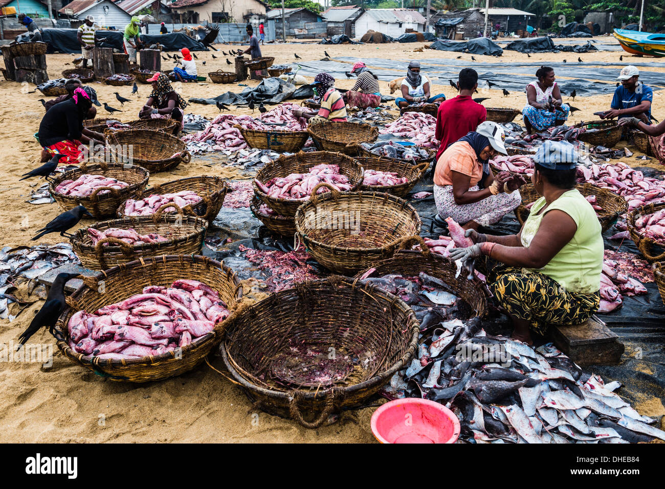 Negombo Fischmarkt (Lellama Fischmarkt), Frauen ausnehmen von Fisch, Negombo, Westküste, Sri Lanka, Asien Stockfoto