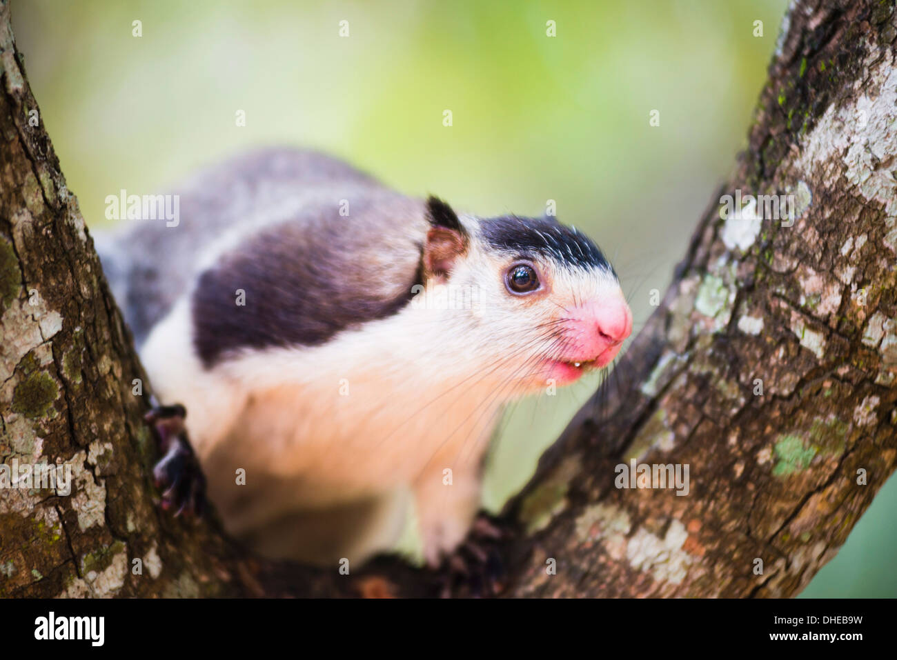 Grizzled Riese-Eichhörnchen (Ratufa Macroura) am Felsenfestung Sigiriya, Sri Lanka, Asien Stockfoto