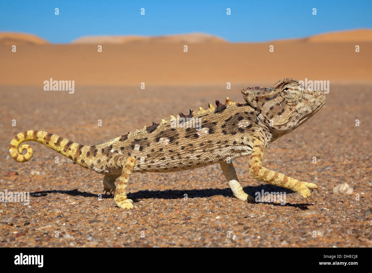 Namaqua Chamäleon (Chamaeleo Namaquensis), Namib-Wüste, Namibia, Afrika Stockfoto