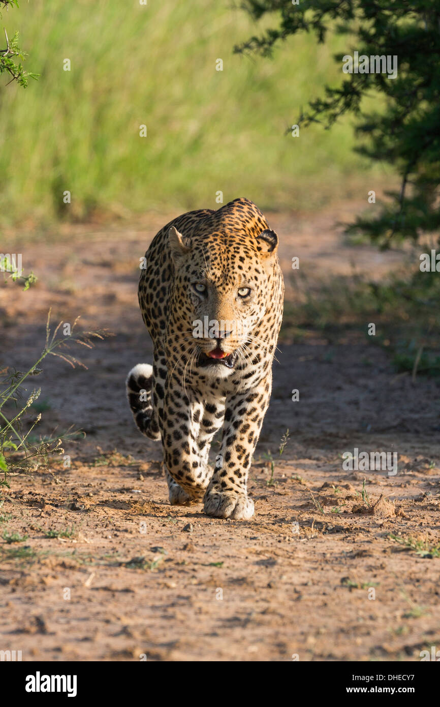 Männliche Leoparden (Panthera Pardus), Phinda Wildgehege, KwaZulu Natal, Südafrika, Afrika Stockfoto