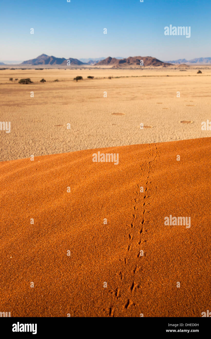 Tierspuren im Sand, Wüste Namib, Namibia, Afrika Stockfoto