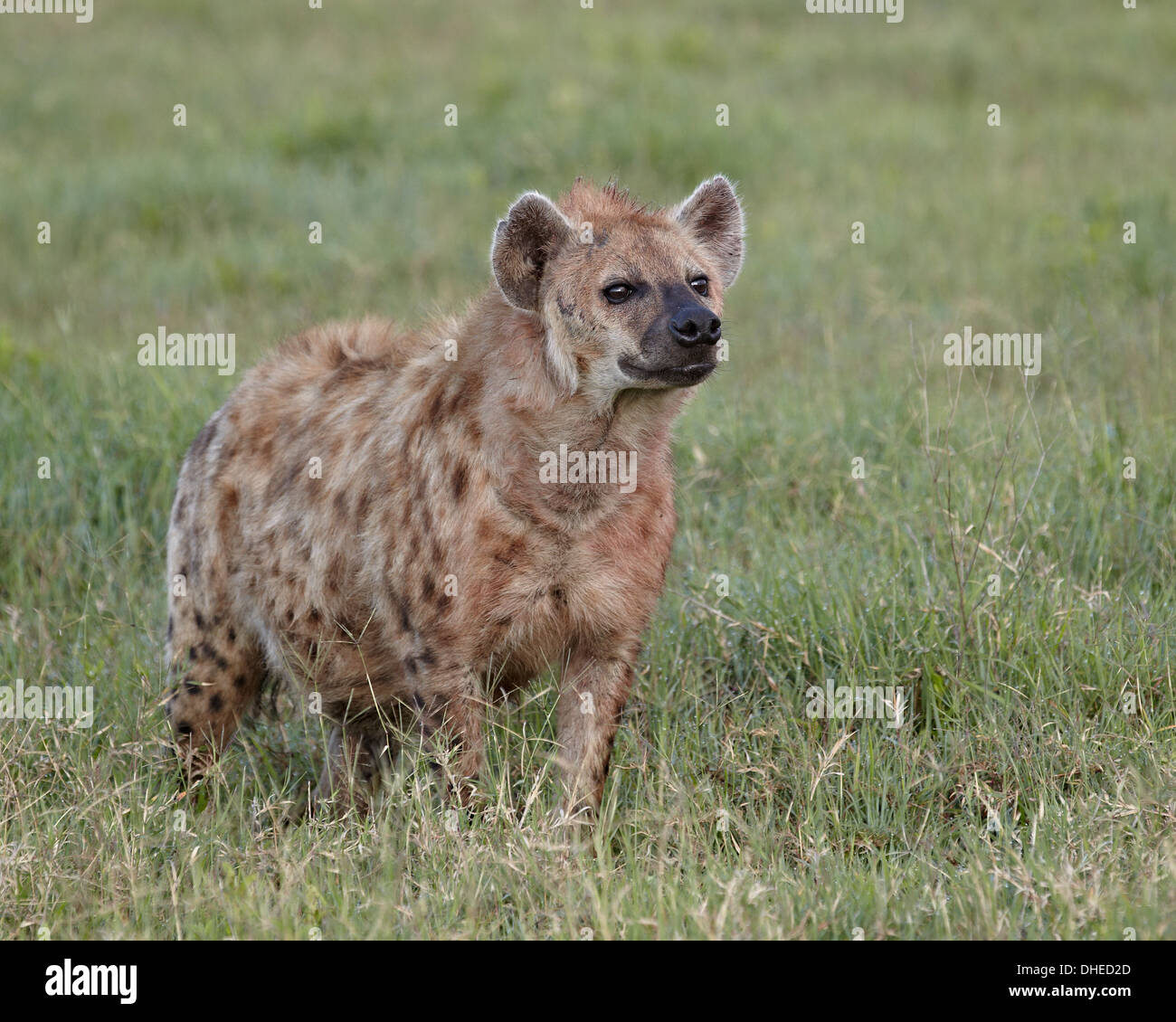 Hyäne (gefleckte zerbeissen) entdeckt (Crocuta Crocuta), Ngorongoro Crater, Afrika, Tansania, Ostafrika Stockfoto