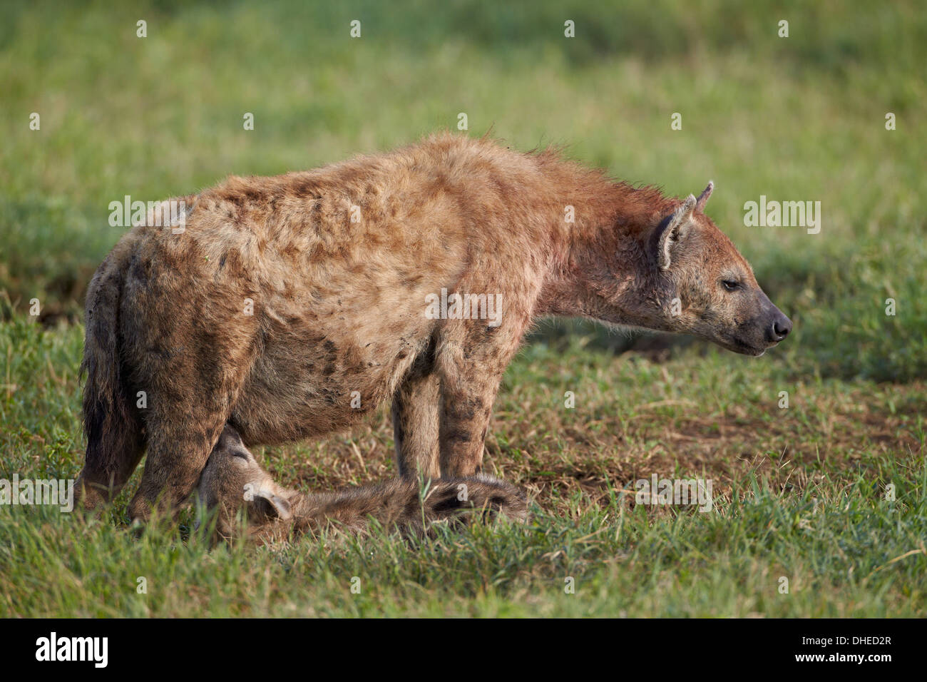 Gefleckte Hyäne (gesichtet zerbeissen) (Crocuta Crocuta) Krankenpflege, Ngorongoro Crater, Afrika, Tansania, Ostafrika Stockfoto