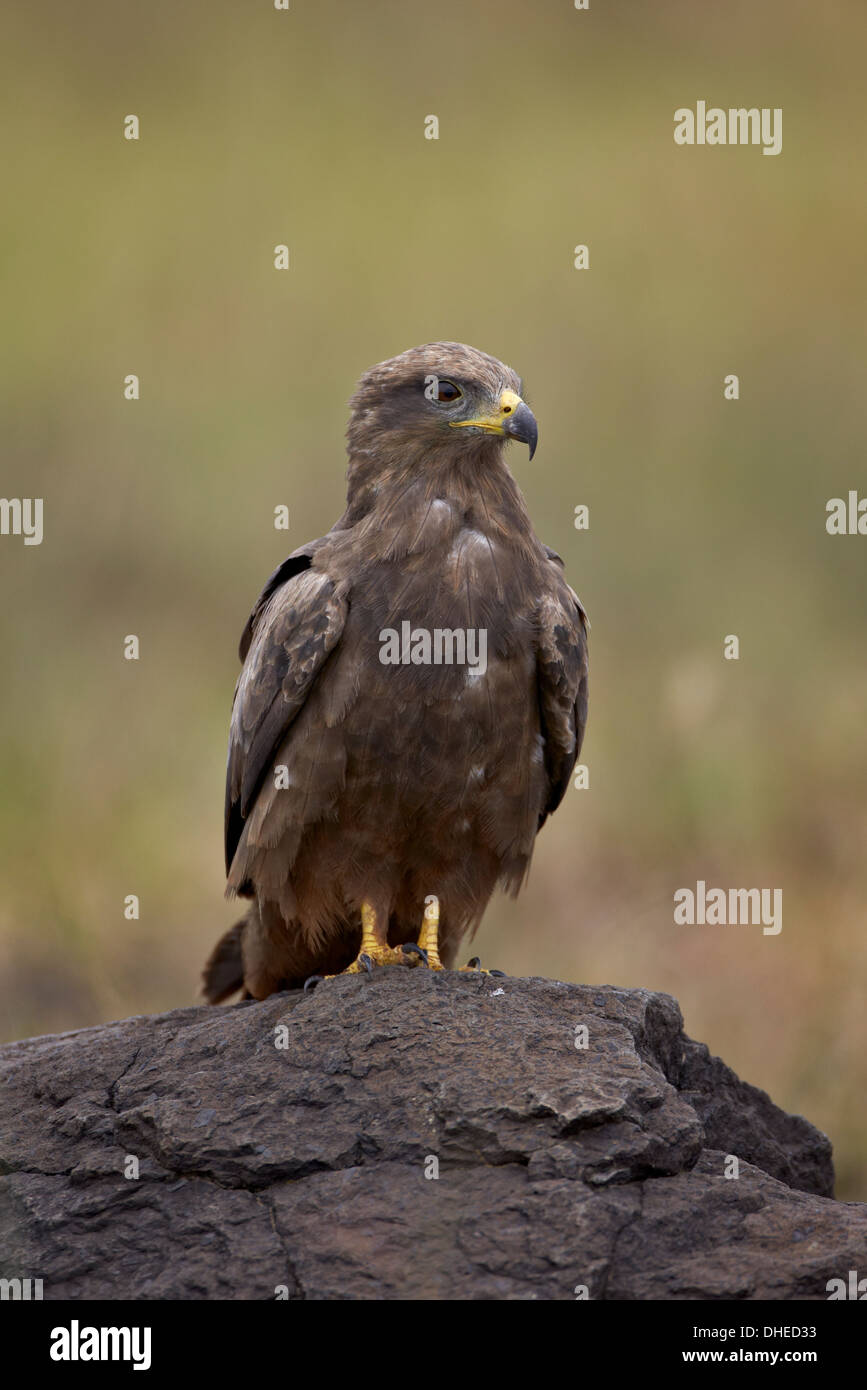 Schwarzmilan (Milvus Migrans), Ngorongoro Crater, Afrika, Tansania, Ostafrika Stockfoto