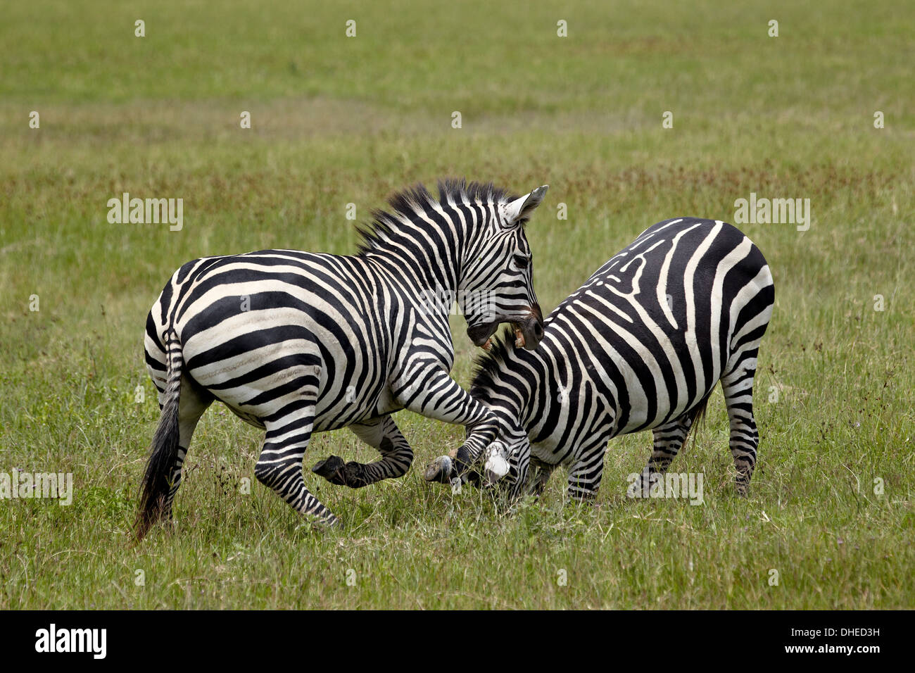 Zwei gemeinsame Zebra (Ebenen Zebra) (Burchell Zebra) (Equus Burchelli) kämpfen, Ngorongoro Crater, Afrika, Tansania, Ostafrika Stockfoto