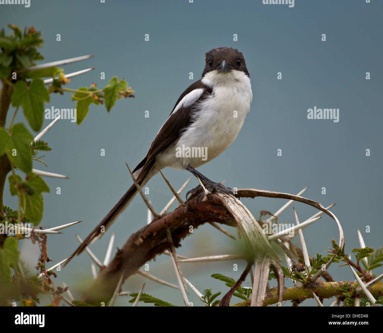 Steuerlichen Würger (gemeinsame Fisca) (Lanius Collaris), Ngorongoro Crater, Afrika, Tansania, Ostafrika Stockfoto