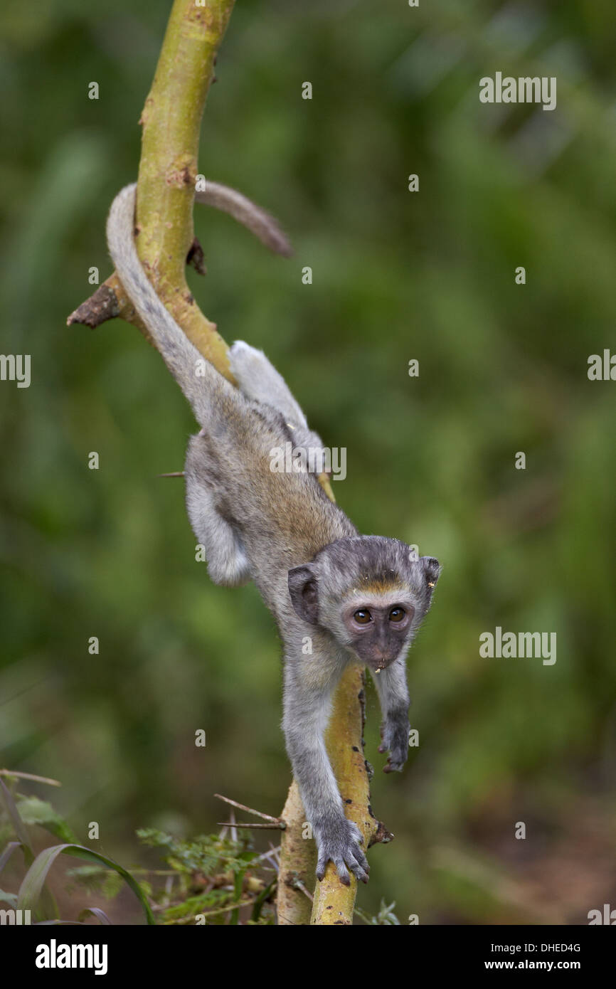 Junge Vervet Affe (Chlorocebus Aethiops) Kletterbaum, Ngorongoro Crater, Afrika, Tansania, Ostafrika Stockfoto