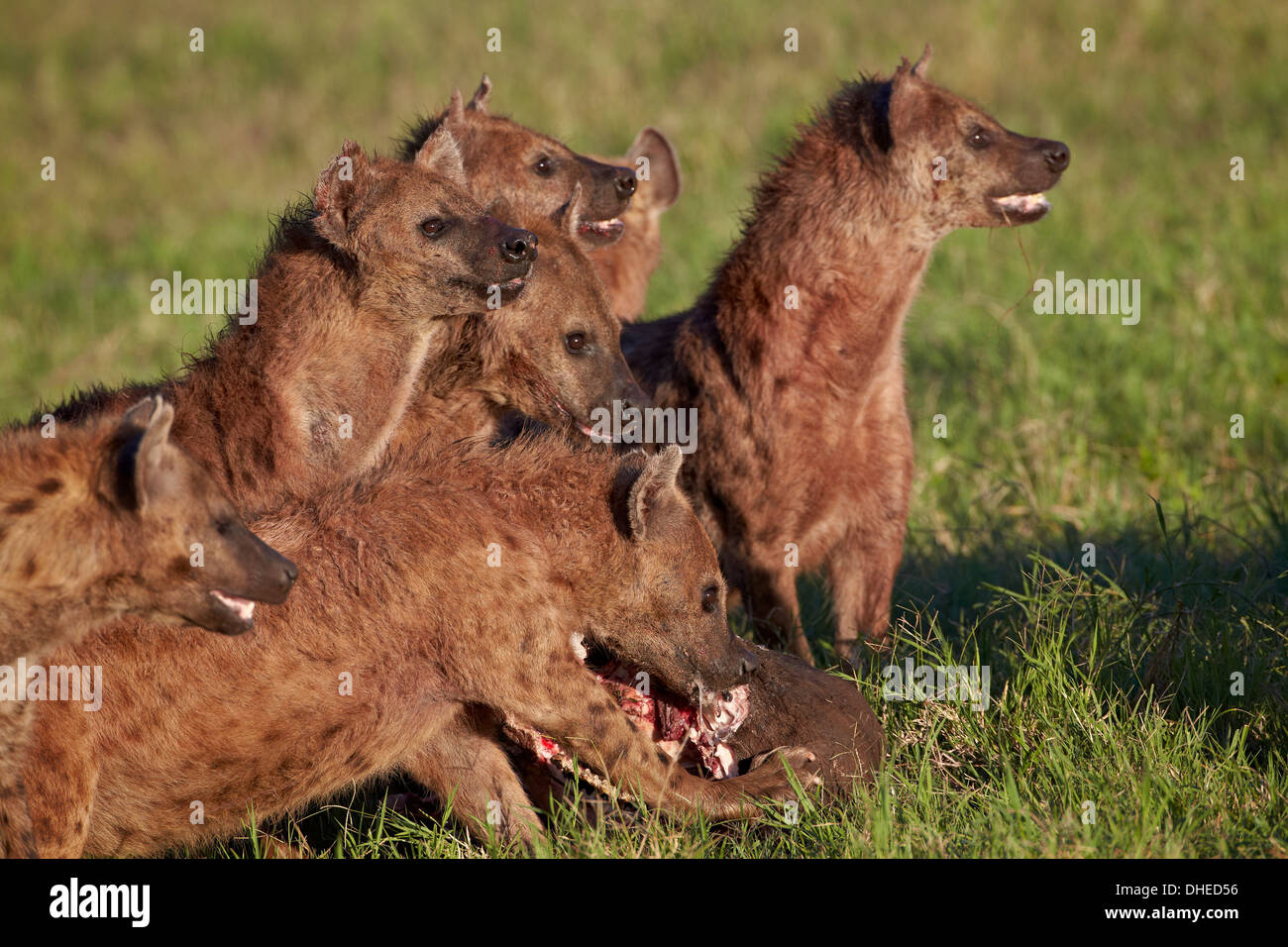 Gefleckte Hyäne oder Spotted zerbeissen (Crocuta Crocuta) an einen Kaffernbüffel Kill, Ngorongoro Crater, Tansania Stockfoto