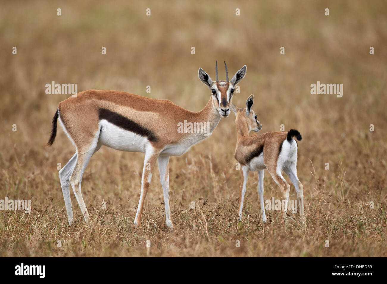 Thomson es Gazelle (Gazella Thomsonii) Mutter und jung, Ngorongoro Crater, Afrika, Tansania, Ostafrika Stockfoto