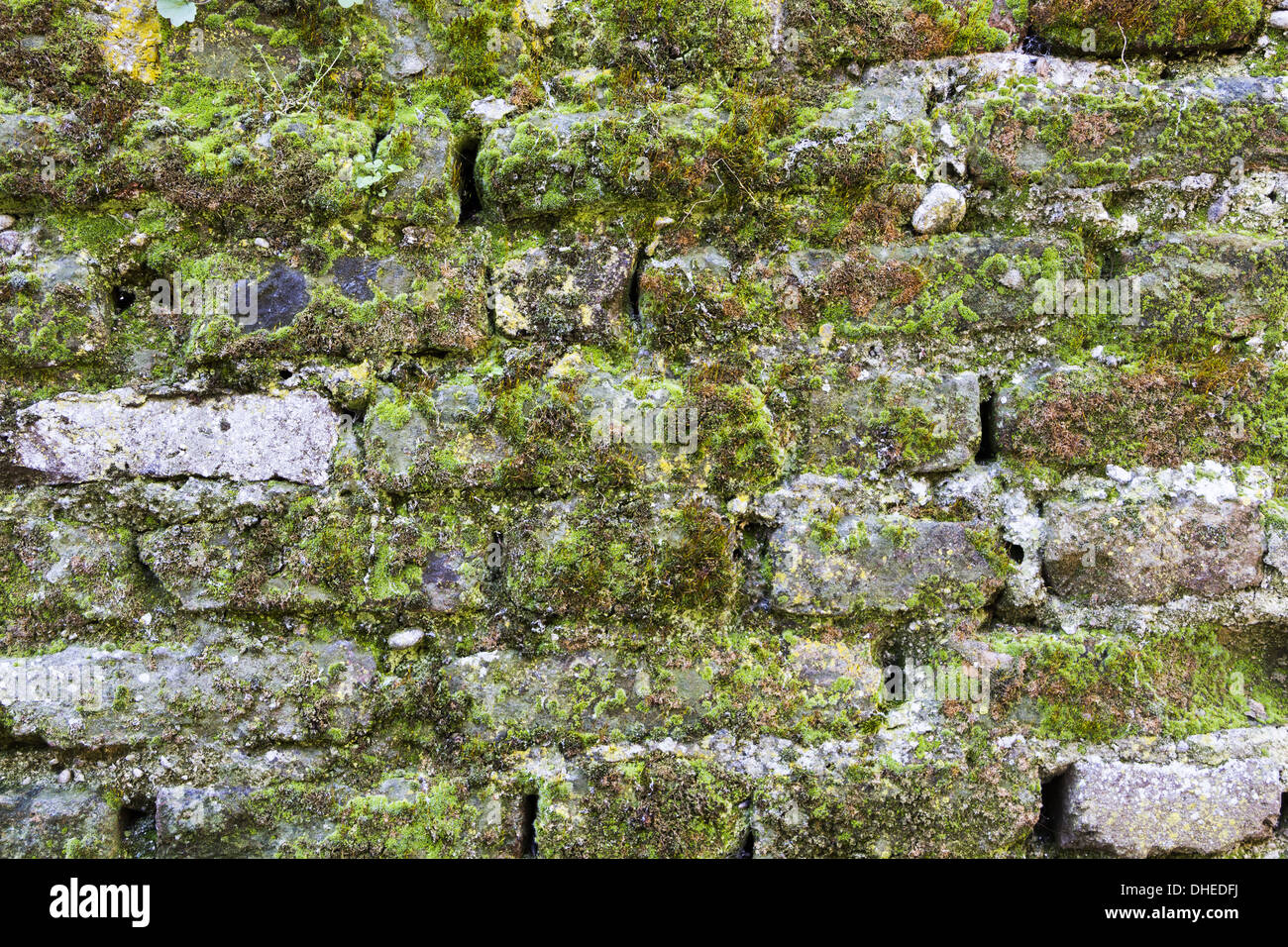 moosige Wand Stockfoto