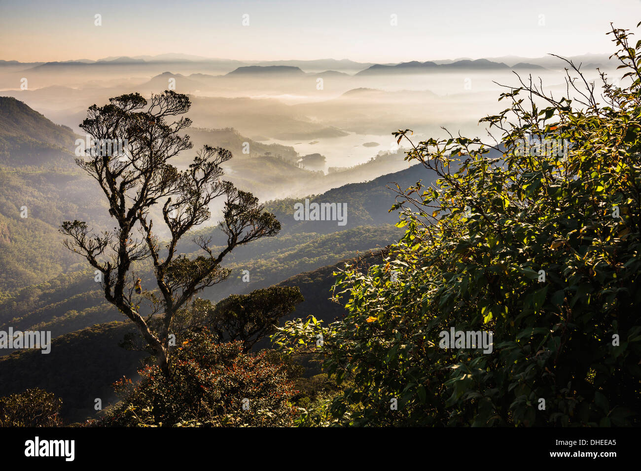 Nebligen Sonnenaufgang Blick auf Berge auf den Aufstieg der Adam's Peak (Sri Pada) im zentralen Hochland von Sri Lanka, Asien Stockfoto