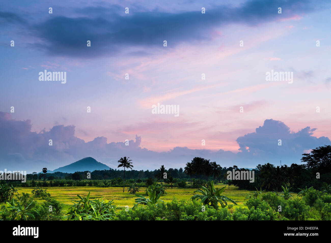 Sri Lanka-Landschaft bei Sonnenaufgang, Reisfelder in der Nähe von Dambulla, Central Province, Sri Lanka, Asien Stockfoto