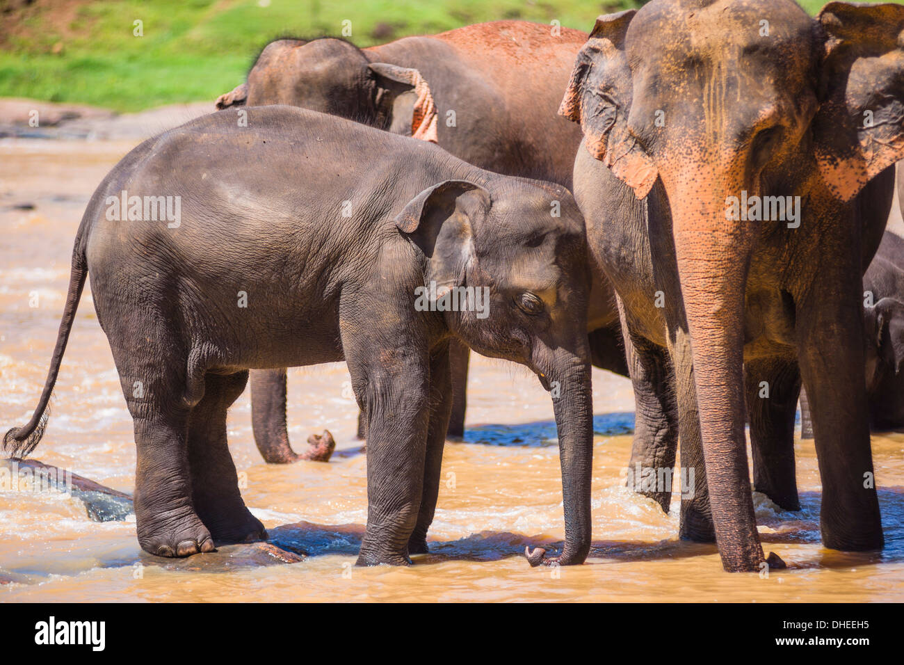 Mutter und Baby Elefanten im Fluss Maha Oya, Pinnawala Elephant Orphanage, in der Nähe von Kegalle im Hill Country von Sri Lanka Stockfoto