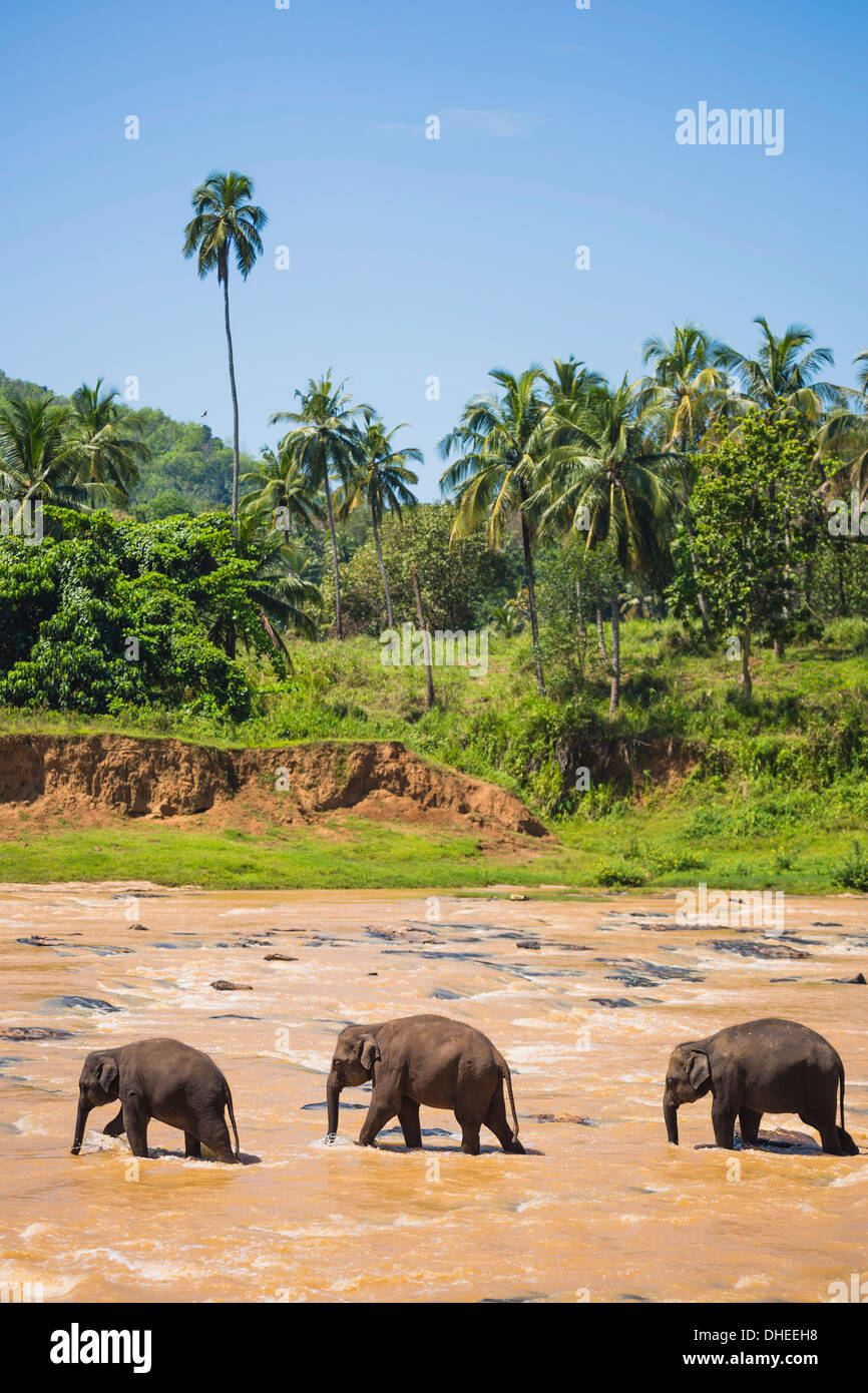 Drei Elefanten im Fluss Maha Oya in Pinnawala Elephant Orphanage in der Nähe von Kegalle im Hill Country von Sri Lanka, Asien Stockfoto