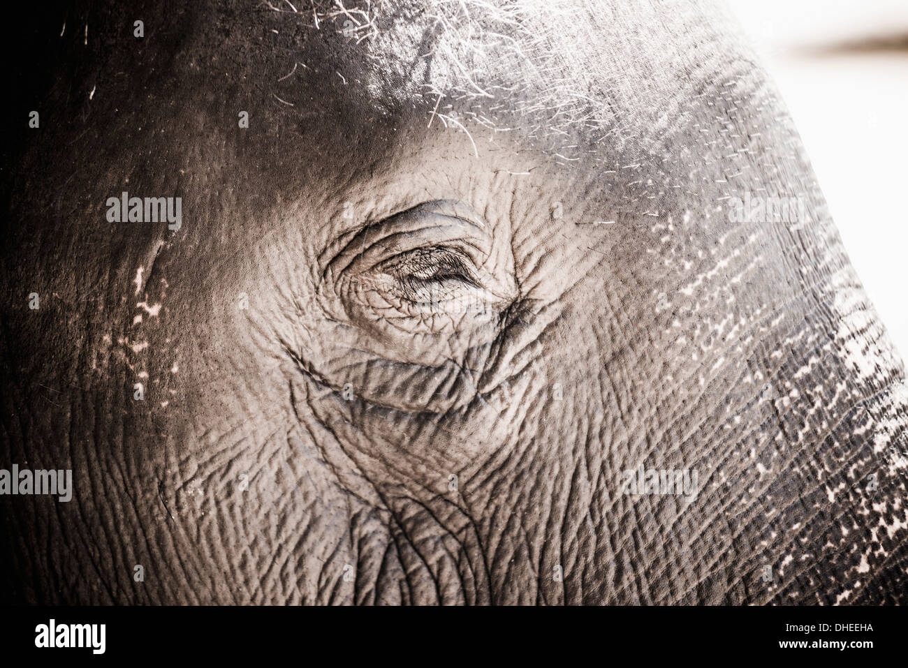 Nahaufnahme von einem Elefanten Auge, Pinnawala Elephant Orphanage, Sri Lanka, Asien Stockfoto