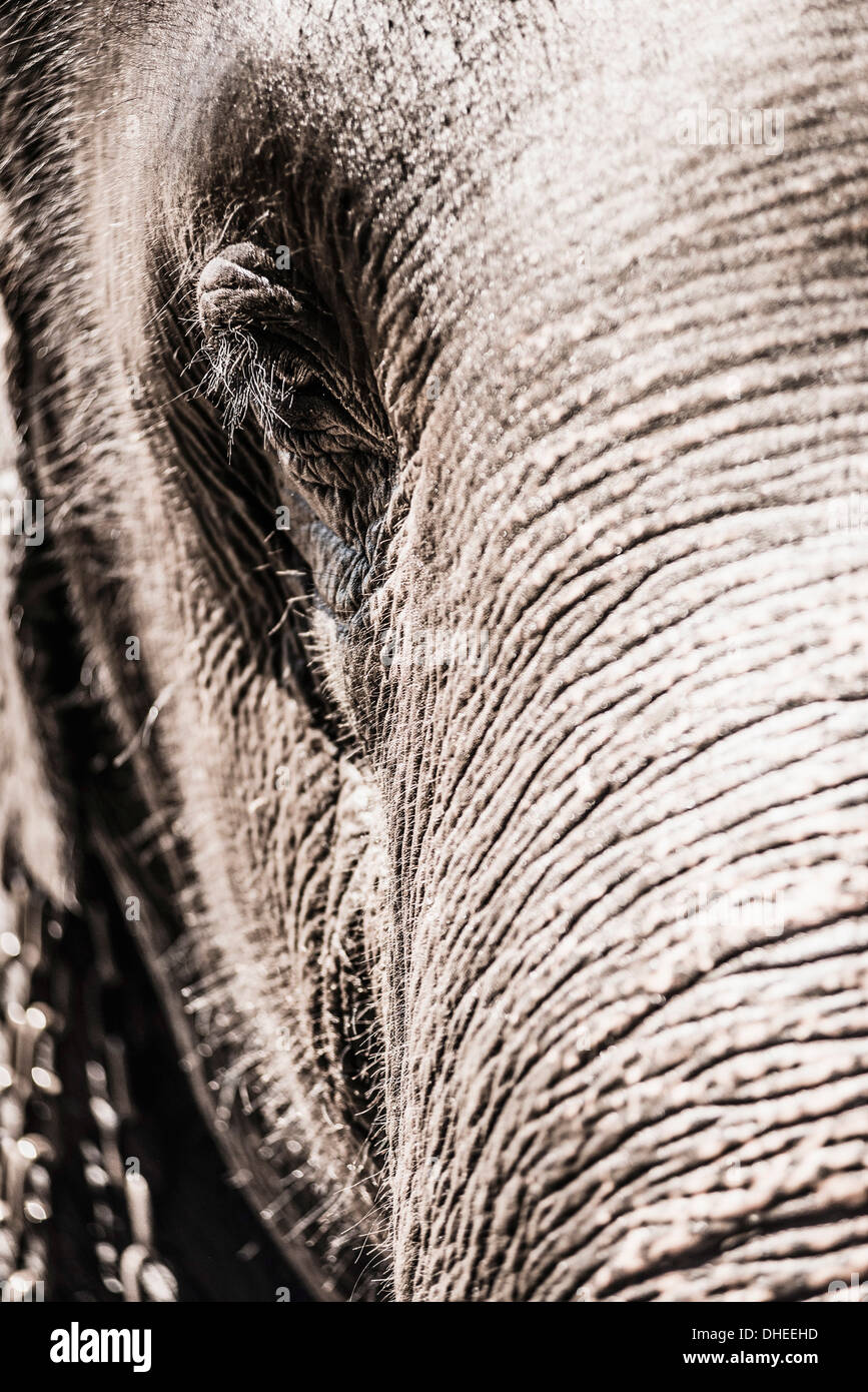 Nahaufnahme von einem Elefanten Auge, Pinnawala Elephant Orphanage, Sri Lanka, Asien Stockfoto