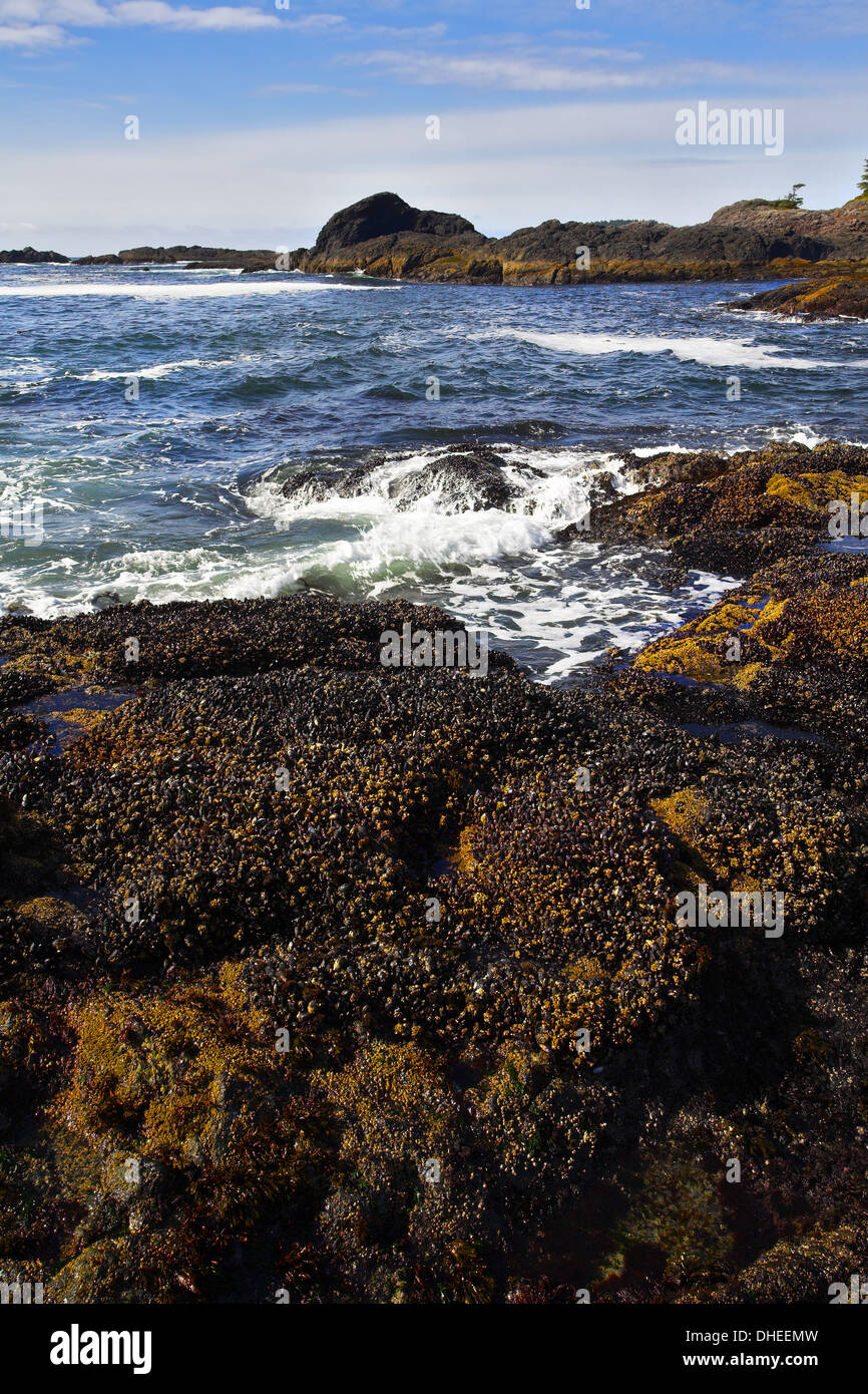 Abend-Meer Surfen an der Küste von Kanada Stockfoto