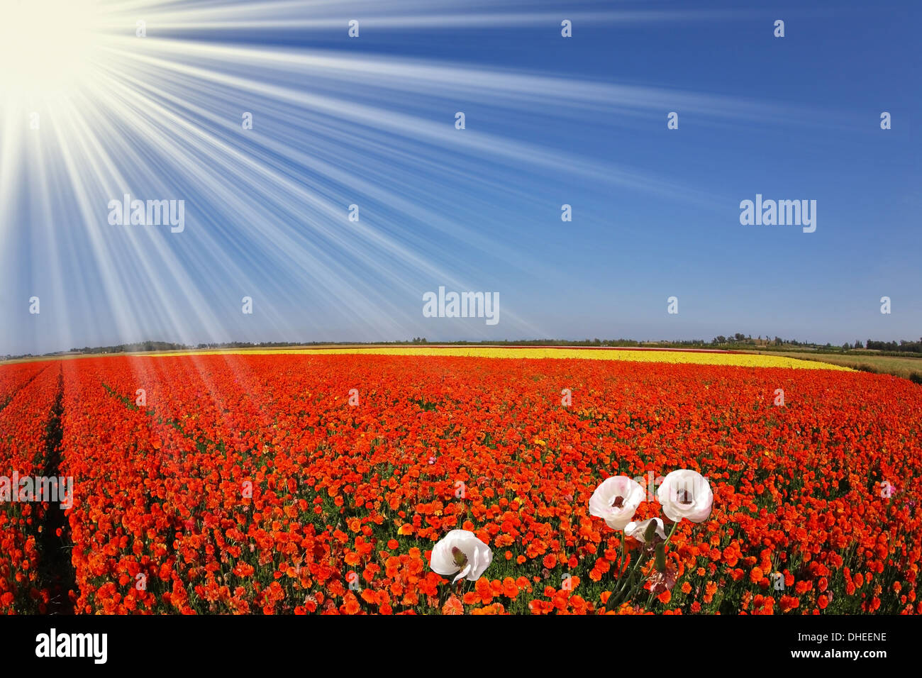 Die Sonne scheint Butterblumen. Stockfoto