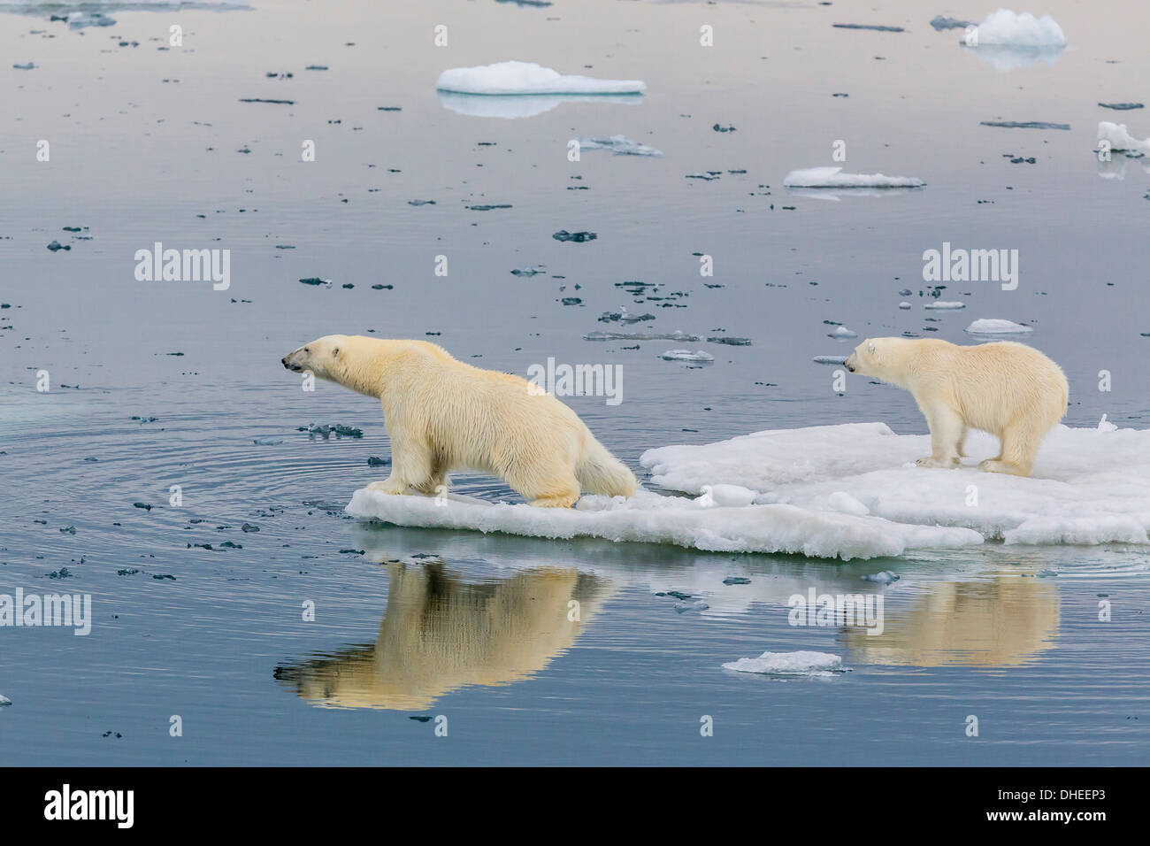 Mutter Eisbär mit zweiten Jahr Cub (Ursus Maritimus) auf dem Eis in Olgastretet aus Barentsoya, Spitzbergen, Norwegen, Scandinavia Stockfoto